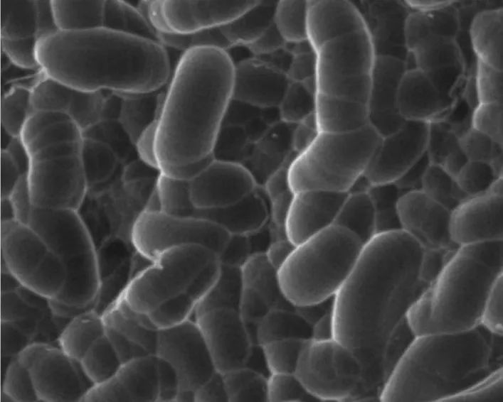 酸製絨後多晶矽矽片表麵